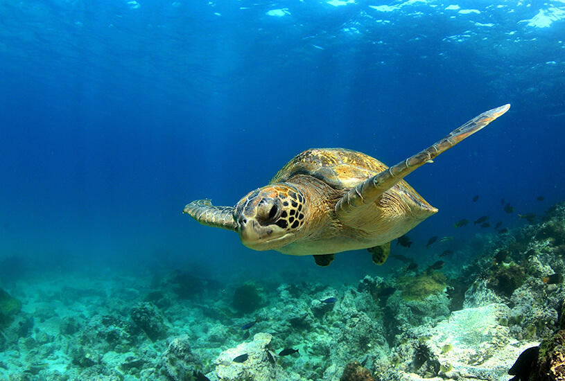 Turtle, Galapagos Islands